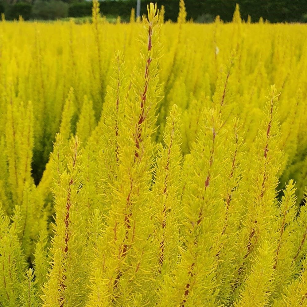 <i>Erica arborea</i> var. <i>alpina</i> f. <i>aureifolia</i> 'Albert's Gold'