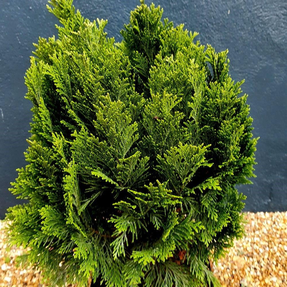 Lawson's cypress