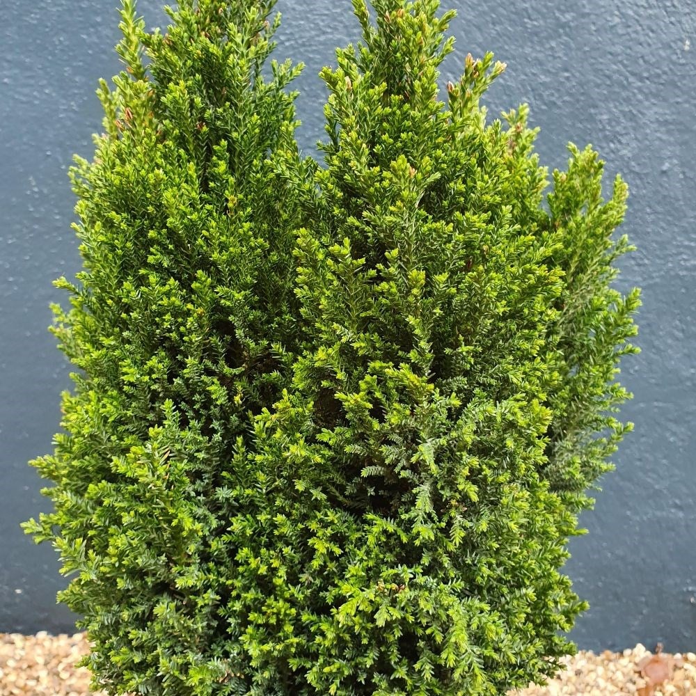 Lawson's cypress 'Ellwoods Pillar'