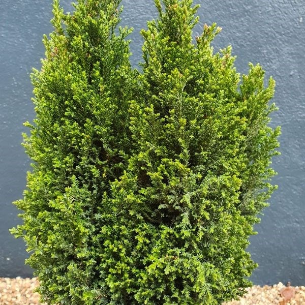 Chamaecyparis lawsoniana Ellwood's Pillar ('Flolar')
