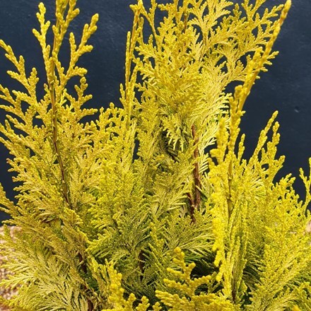 Picture of Chamaecyparis lawsoniana Ivonne