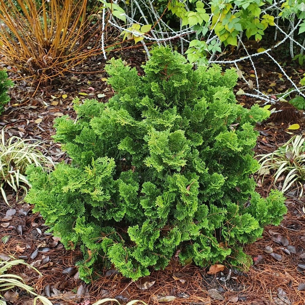 Hinoki cypress
