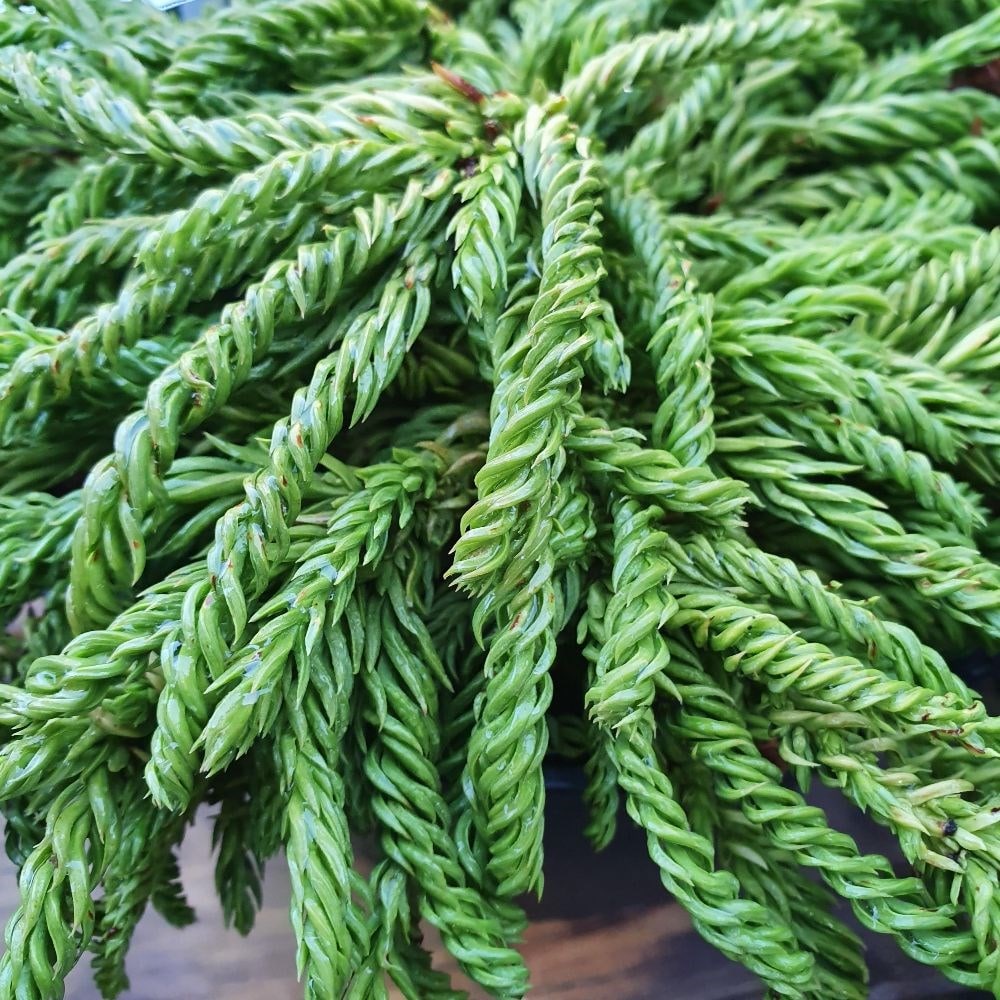<i>Cryptomeria japonica</i> 'Spiralis'
