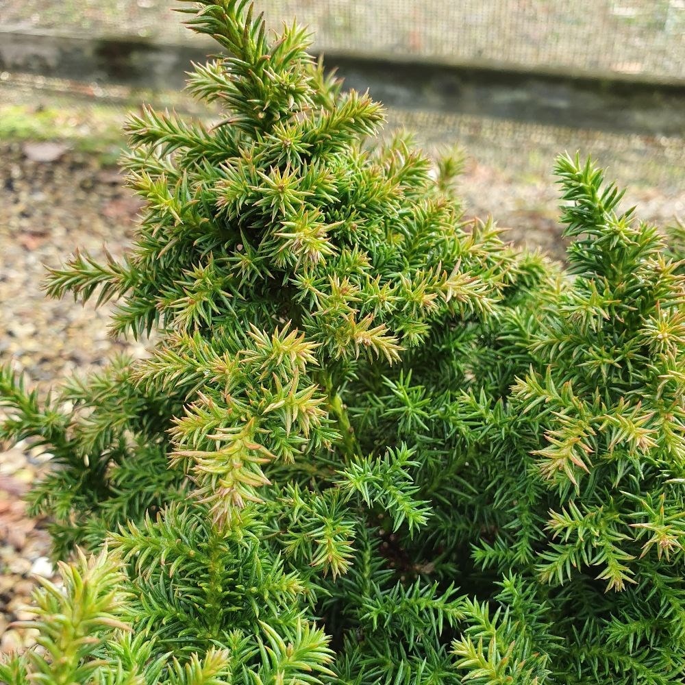 Japanese cedar
