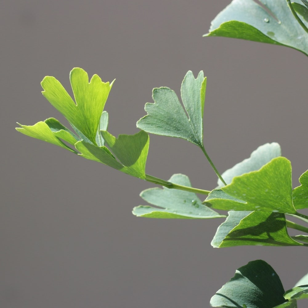 Product options image