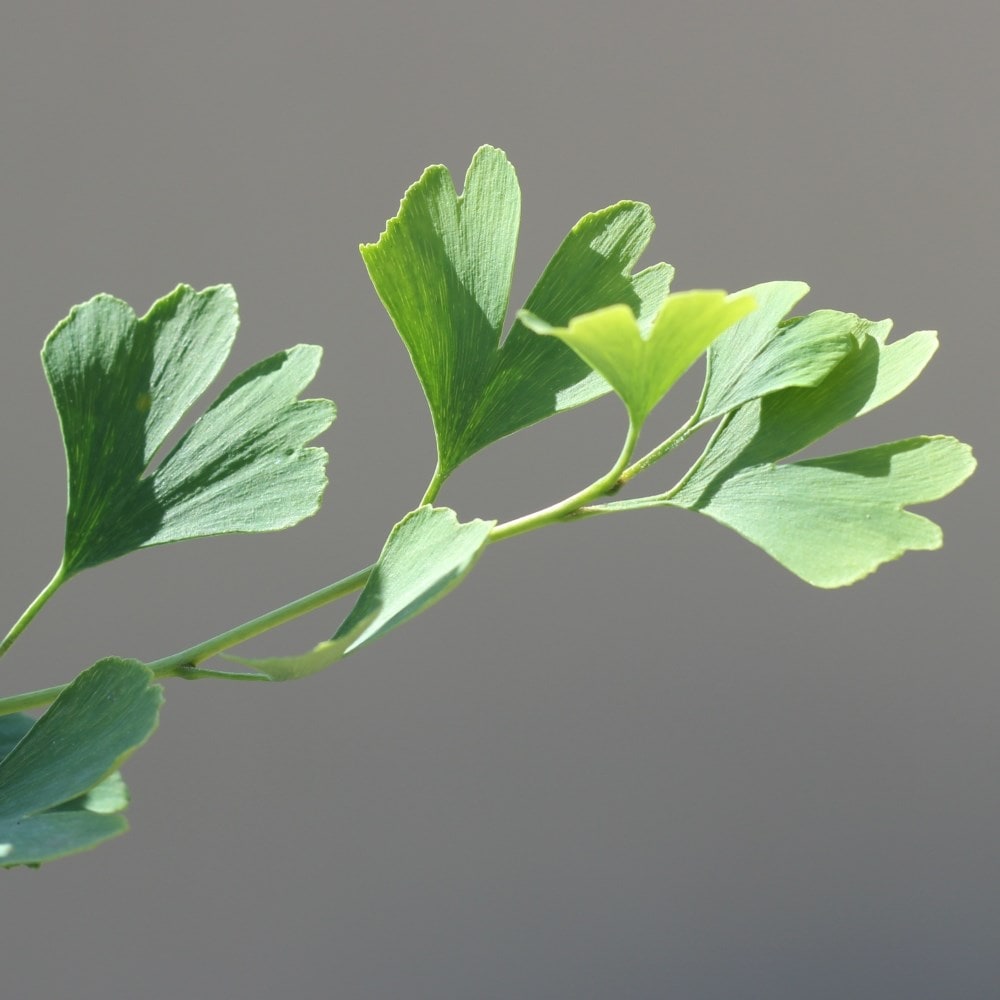 <i>Ginkgo biloba</i> 