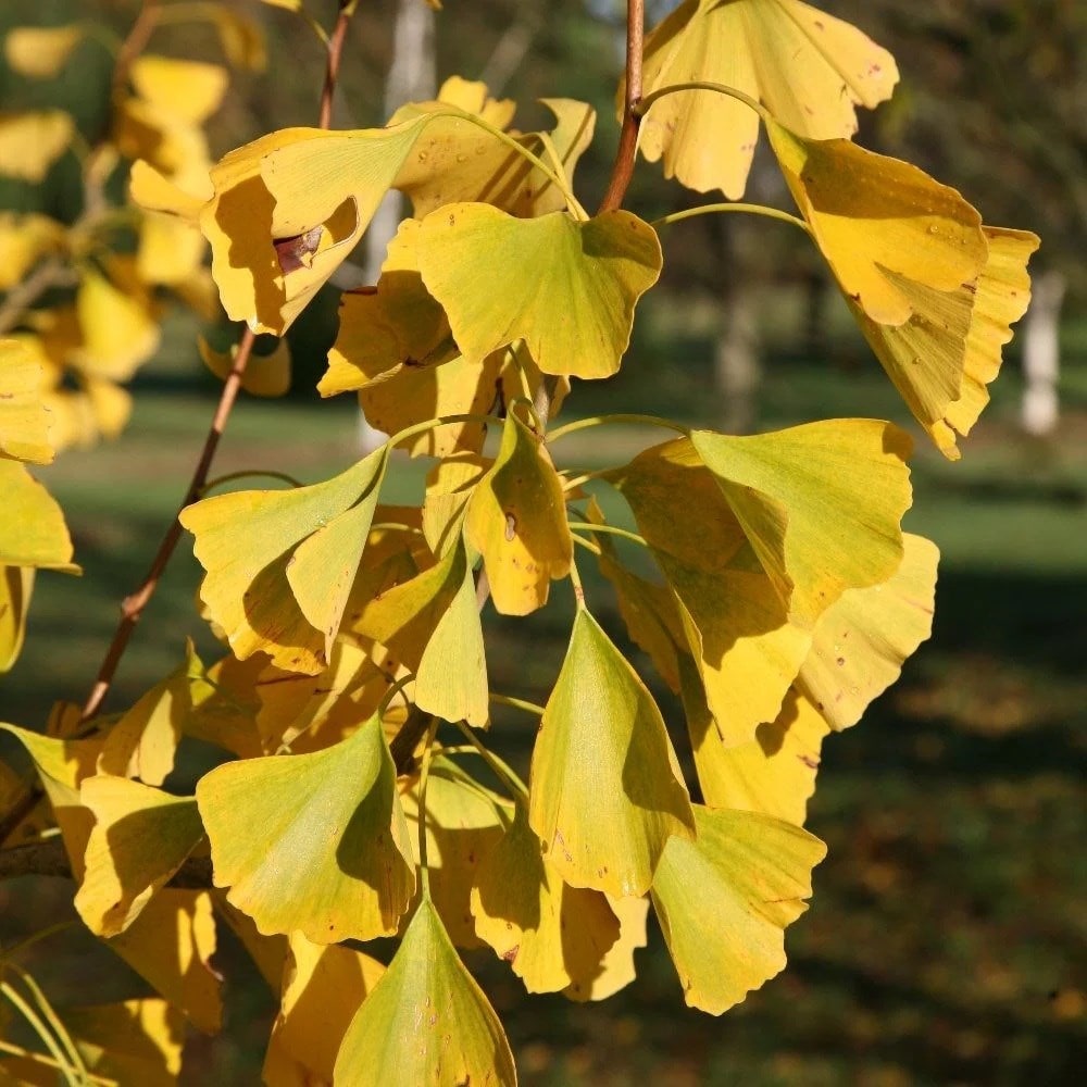 <i>Ginkgo biloba</i> 