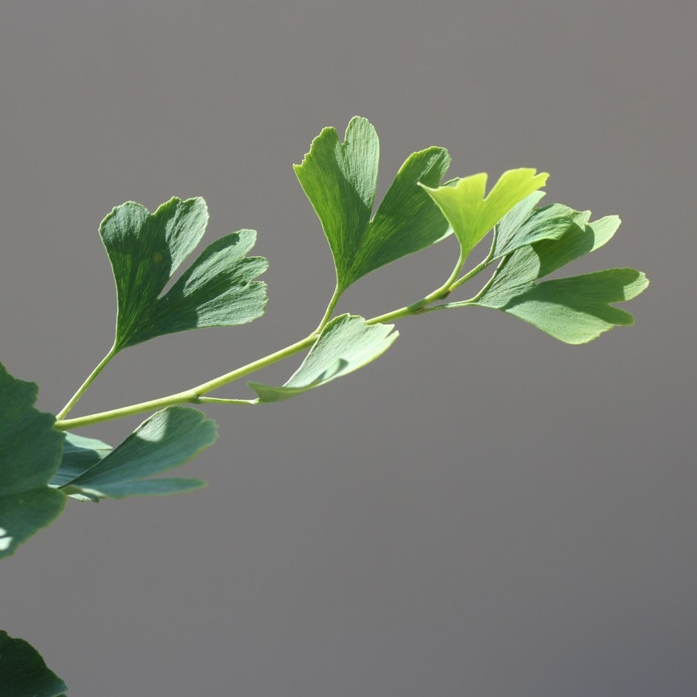 <i>Ginkgo biloba</i> 