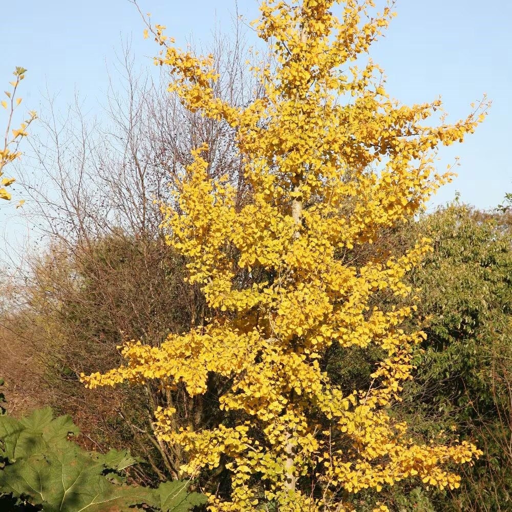 <i>Ginkgo biloba</i> 
