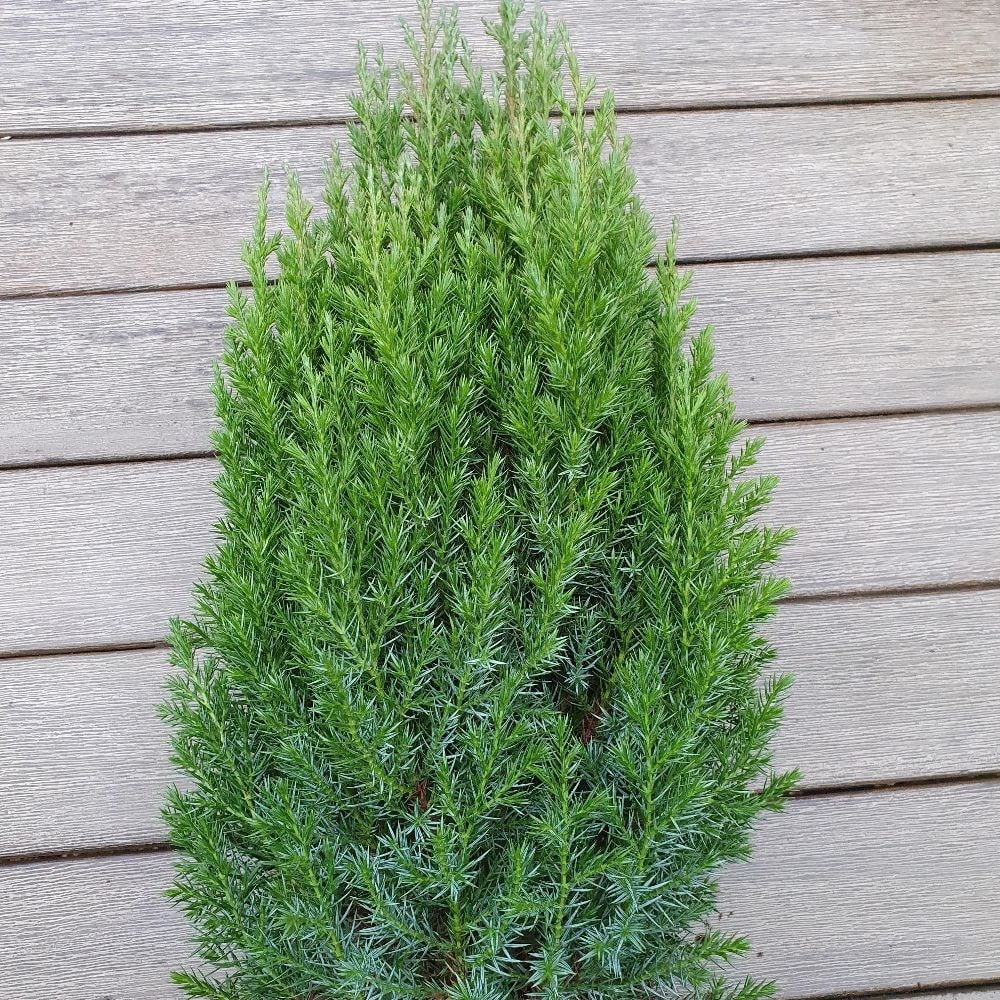 <i>Juniperus chinensis</i> 'Stricta'