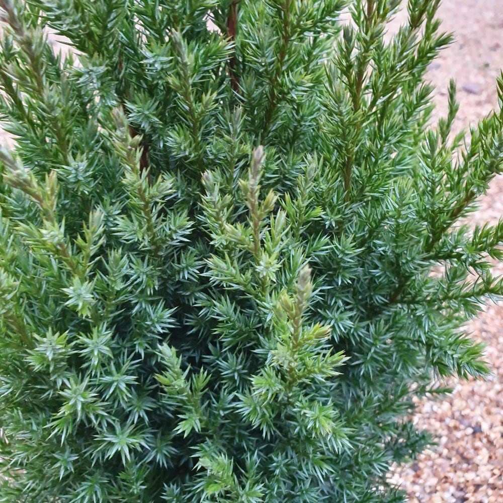 <i>Juniperus chinensis</i> 'Stricta'