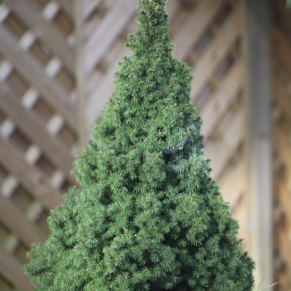 <i>Picea glauca</i> var. <i>albertiana</i> 'Conica'
