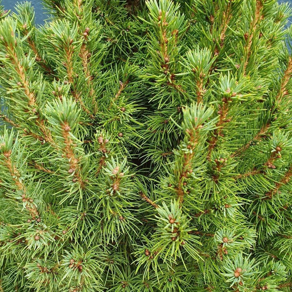 <i>Picea glauca</i> var. <i>albertiana</i> 'Conica'
