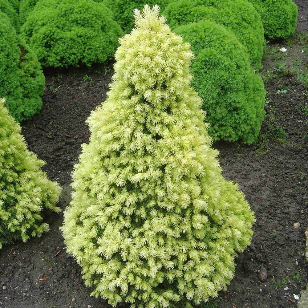 <i>Picea glauca</i> var. <i>albertiana</i> 'J.W. Daisy's White'