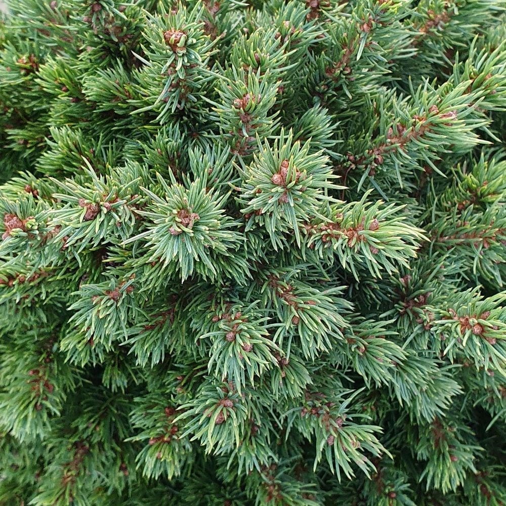 <i>Picea glauca</i> var. </i>albertiana</i> 'Alberta Globe'