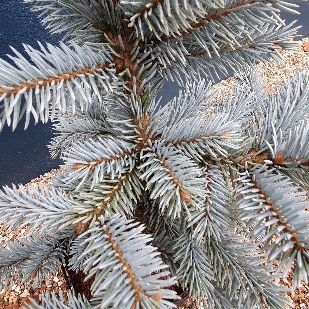 Buy Colorado Spruce Picea Pungens (glauca Group) Hoopsii: £39.99 