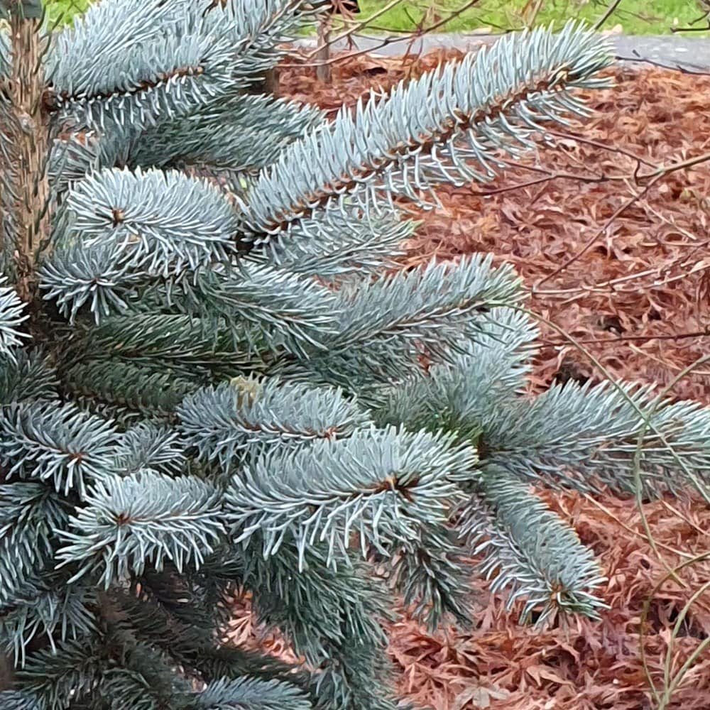 <i>Picea pungens</i> (Glauca Group) 'Hoopsii'