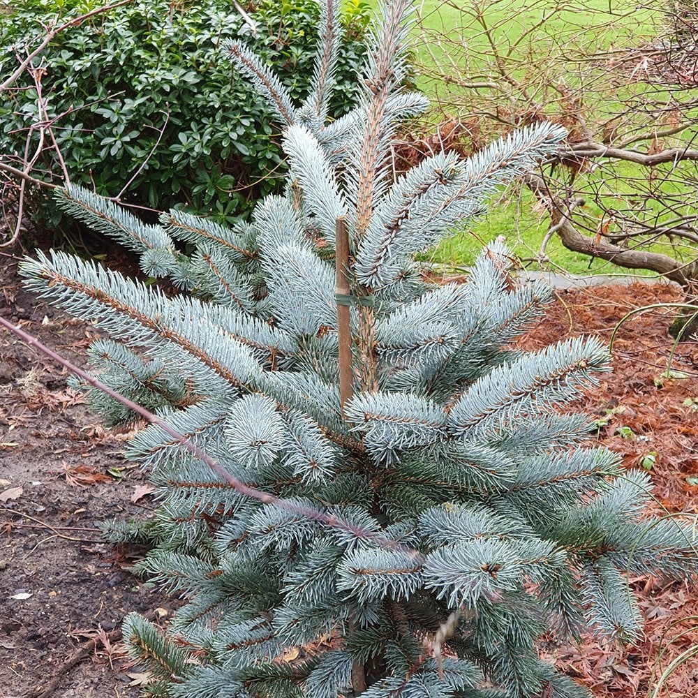 <i>Picea pungens</i> (Glauca Group) 'Hoopsii'