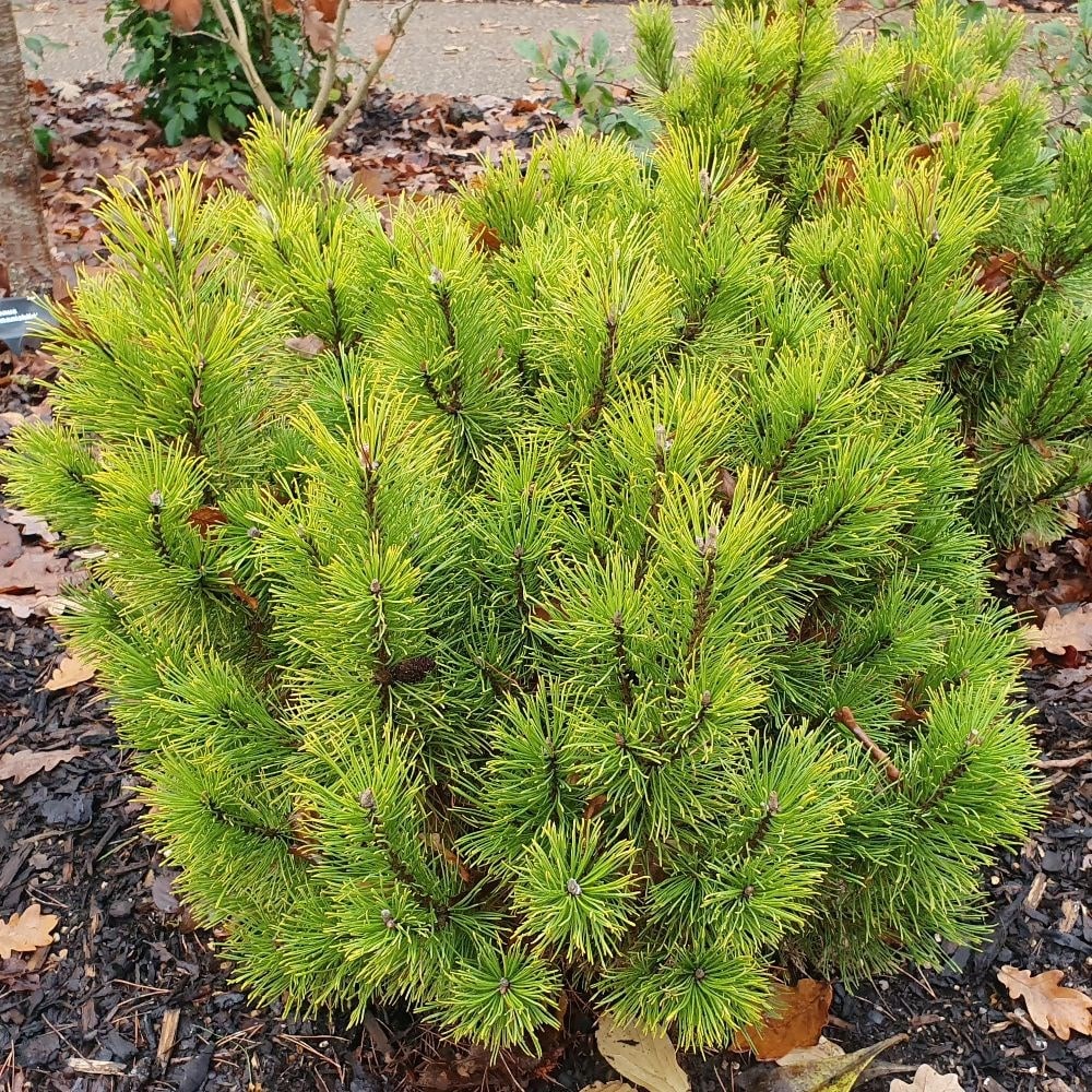 dwarf mountain pine 'Wintergold'