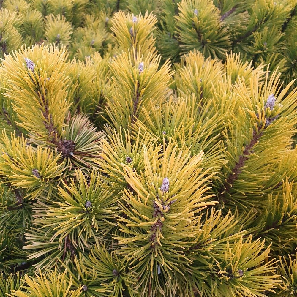 <i>Pinus mugo</i> 'Winter Gold'