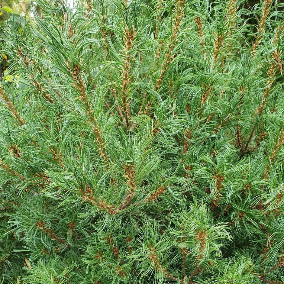 <i>Pinus strobus</i> 'Tiny Kurls'