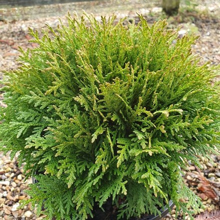 Picture of Thuja occidentalis Danica