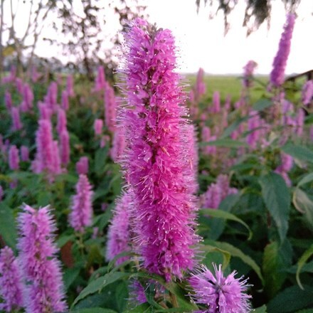 Picture of Elsholtzia stauntonii