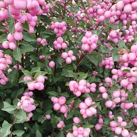 Picture of Symphoricarpos Magical Candy ('Kolmcan') (PBR)