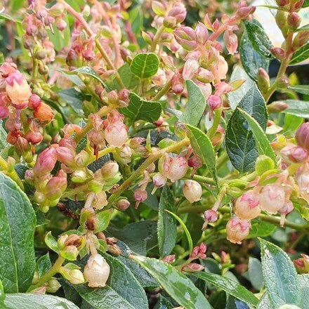 Picture of Gaultheria Jingle Bells