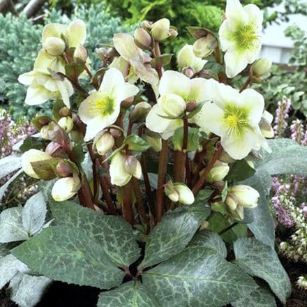 Helleborus × ericsmithii Winter Moonbeam (PBR)