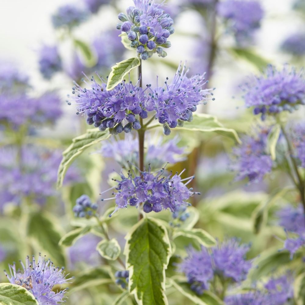 <i>Caryopteris × clandonensis</i> 'White Surprise' (PBR)