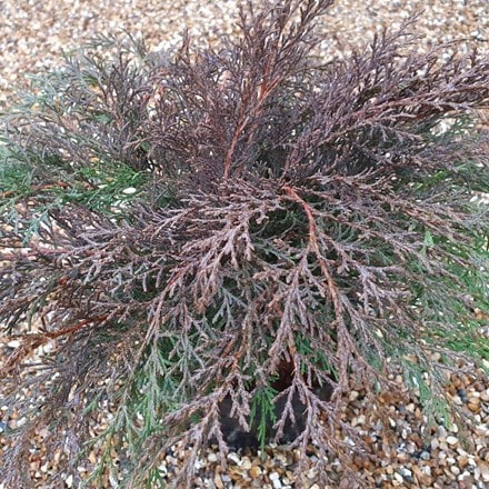 Picture of Microbiota decussata