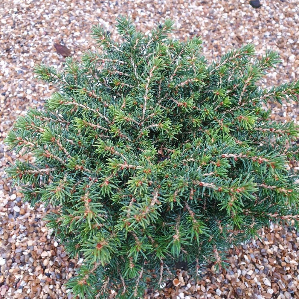 <i>Picea abies</i> 'Little Gem'