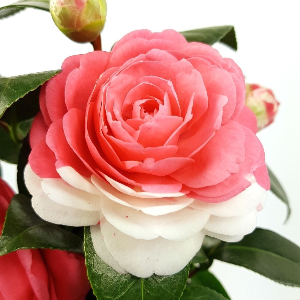 <i>Camellia japonica</i> 'Winter Festival'