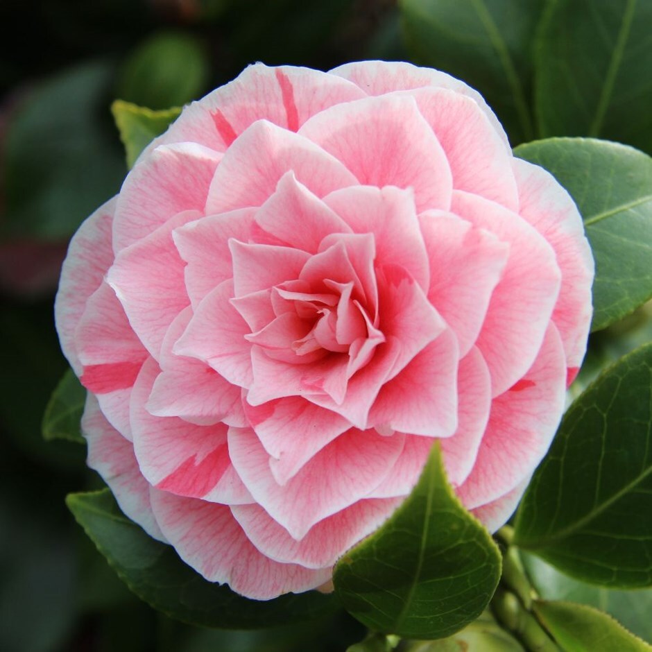 Buy camellia Camellia japonica 'Bonomiana': Delivery by Waitrose Garden