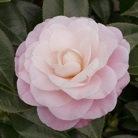 <i>Camellia japonica</i> 'Nuccio's Cameo'