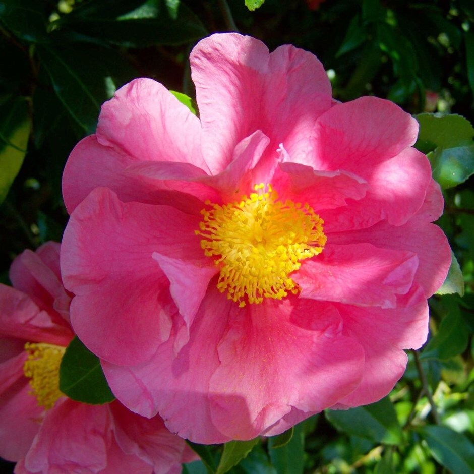 <i>Camellia japonica</i> 'R.L. Wheeler'