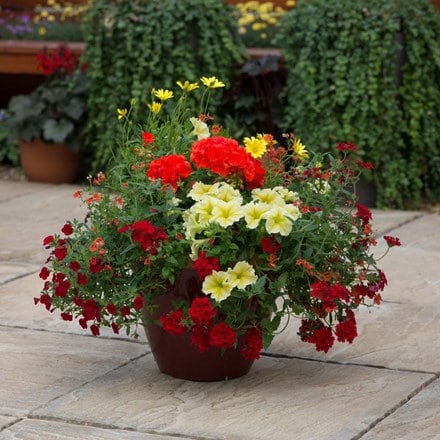 Heat wave - Easyplanter for hanging baskets & patio pots