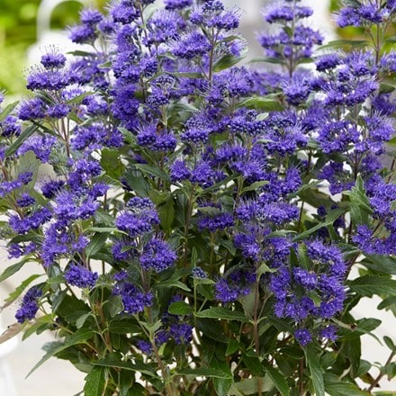 Caryopteris × clandonensis Grand Bleu ('Inoveris') (PBR)