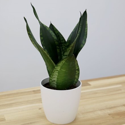 Picture of Sansevieria trifasciata 'Silver Flame' and pot cover