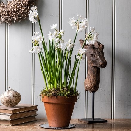 Paperwhites and terracotta pot