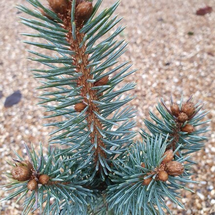 Picture of Picea pungens Iseli Fastigiata