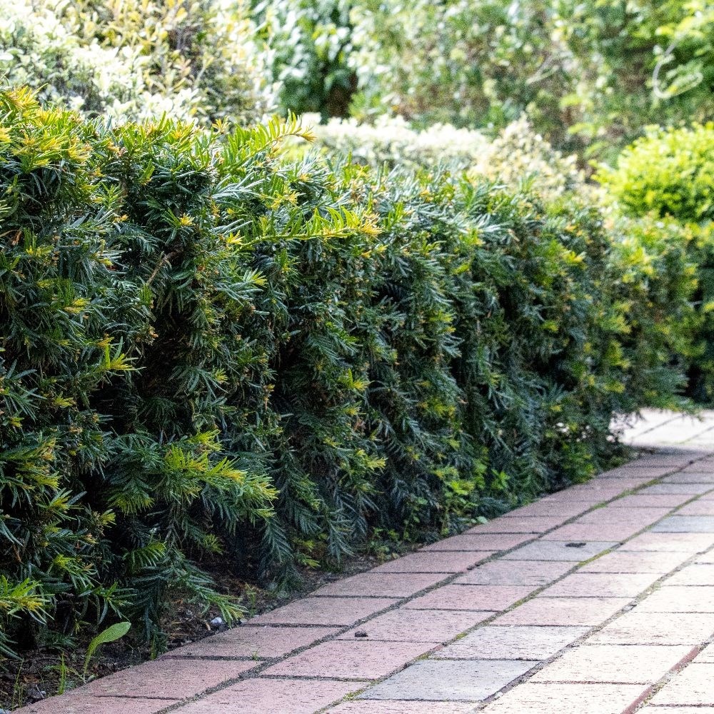 <i>Taxus baccata</i> 'Repandens'