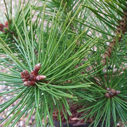 Picture of Pinus nigra Helga