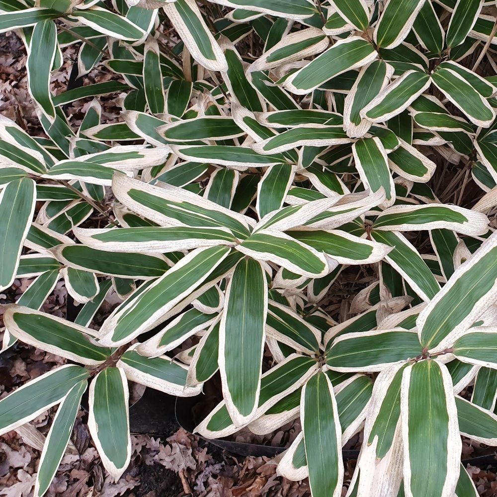 <i>Sasa veitchii</i> 