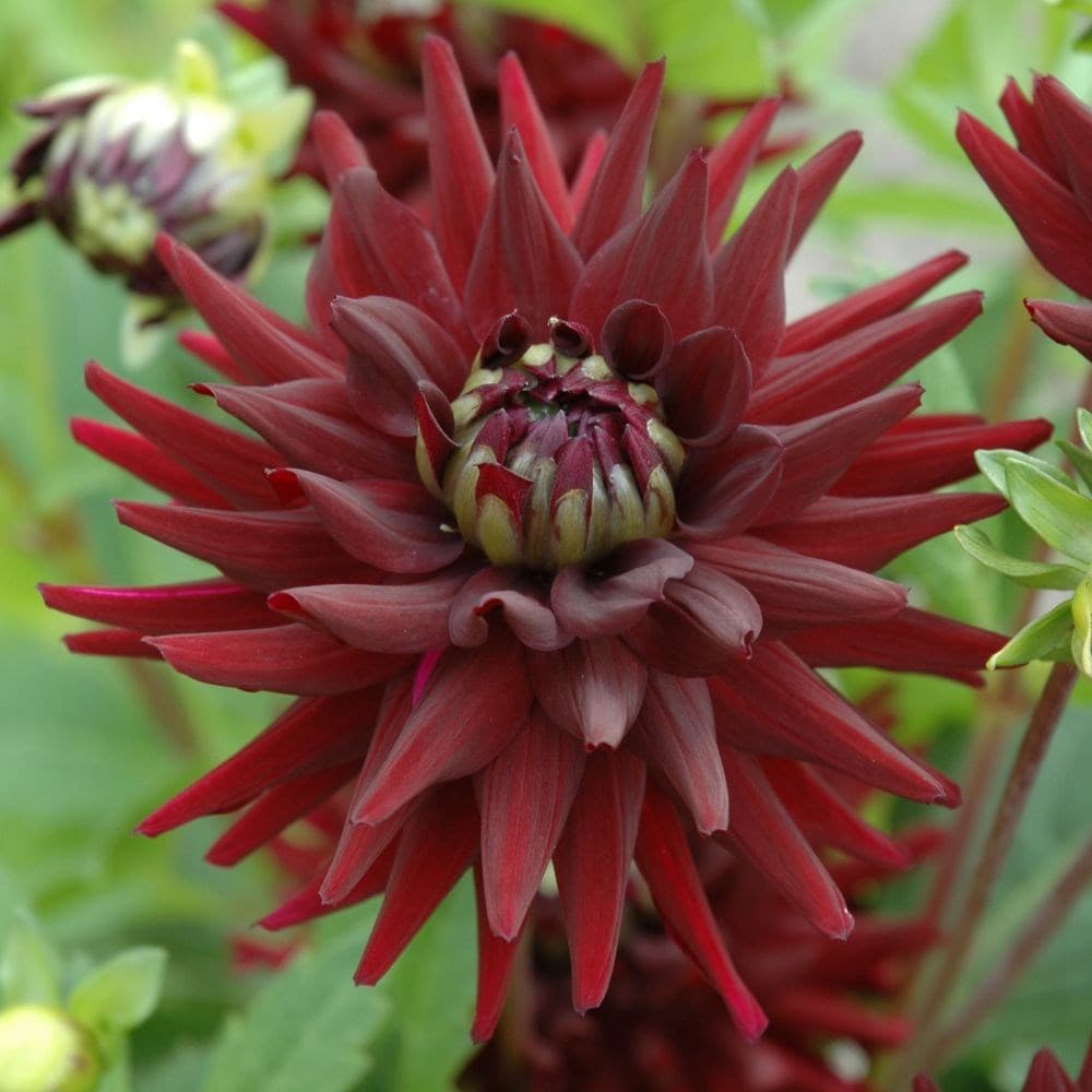 Red flowers online perennials