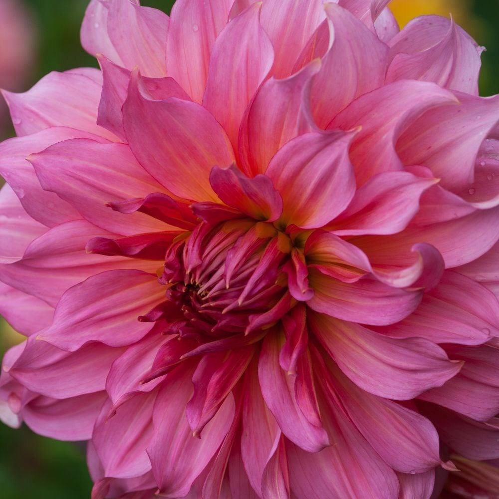 <i>Dahlia</i> 'Islander'