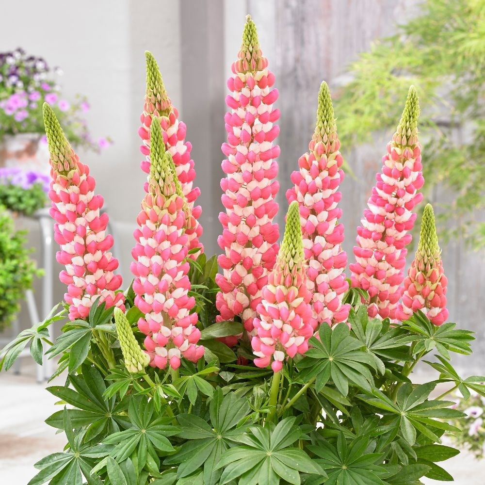 <i>Lupinus</i> <b class=small-caps>Rachel de Thame</b> ('Wclradeth') (PBR)