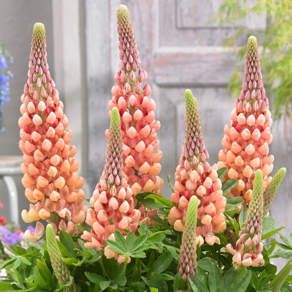 Product options image