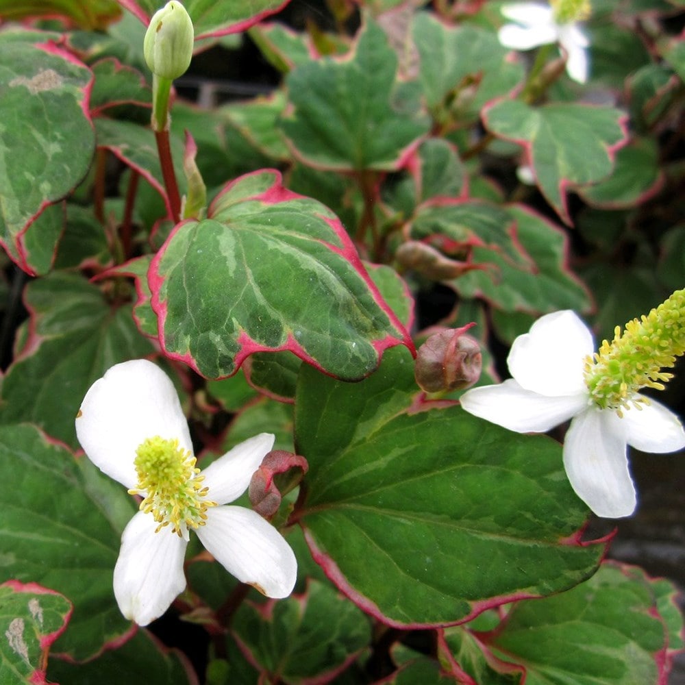 Product options image